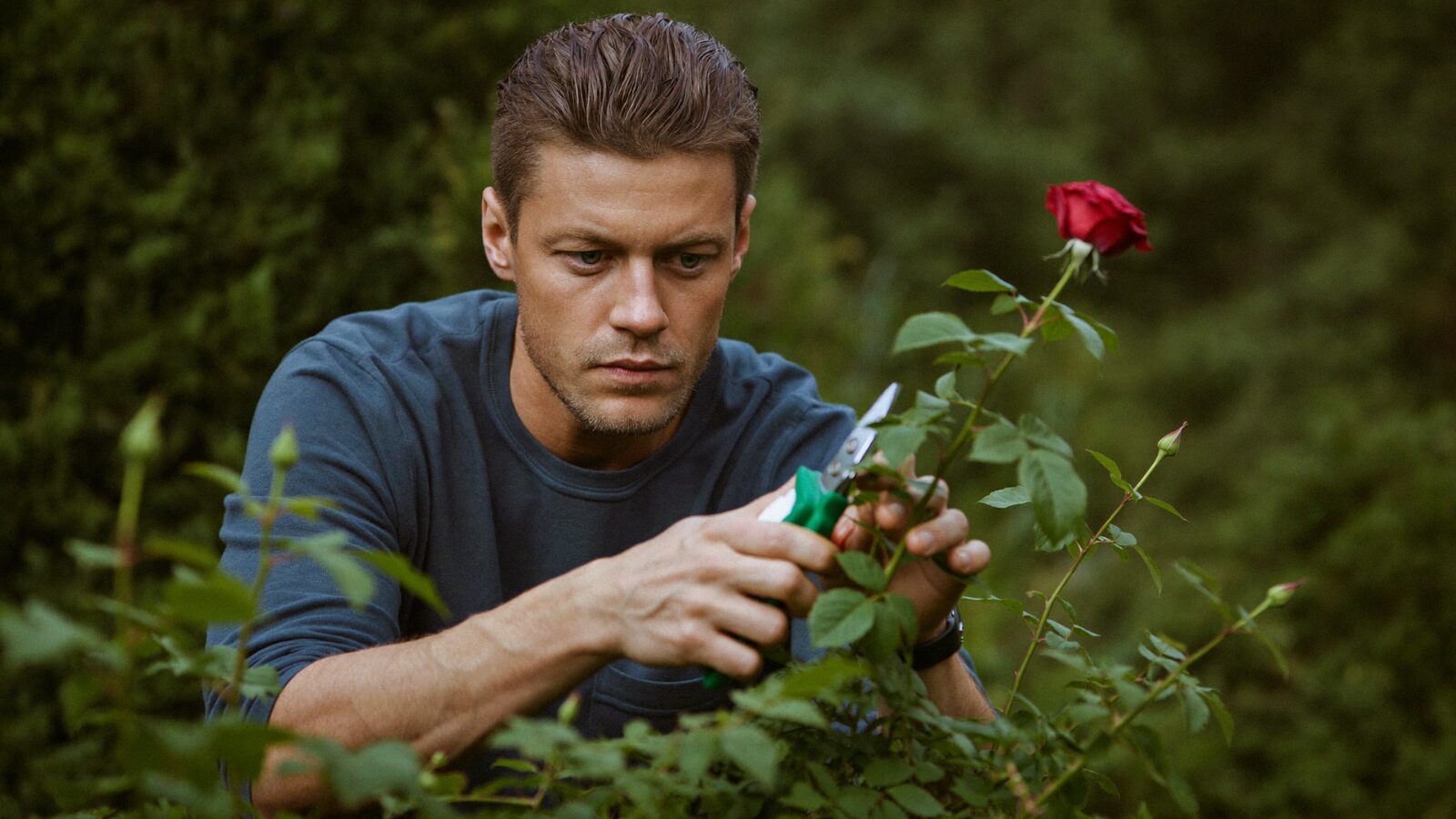 Man in his 30s carefully pruning a rose bush in a garden