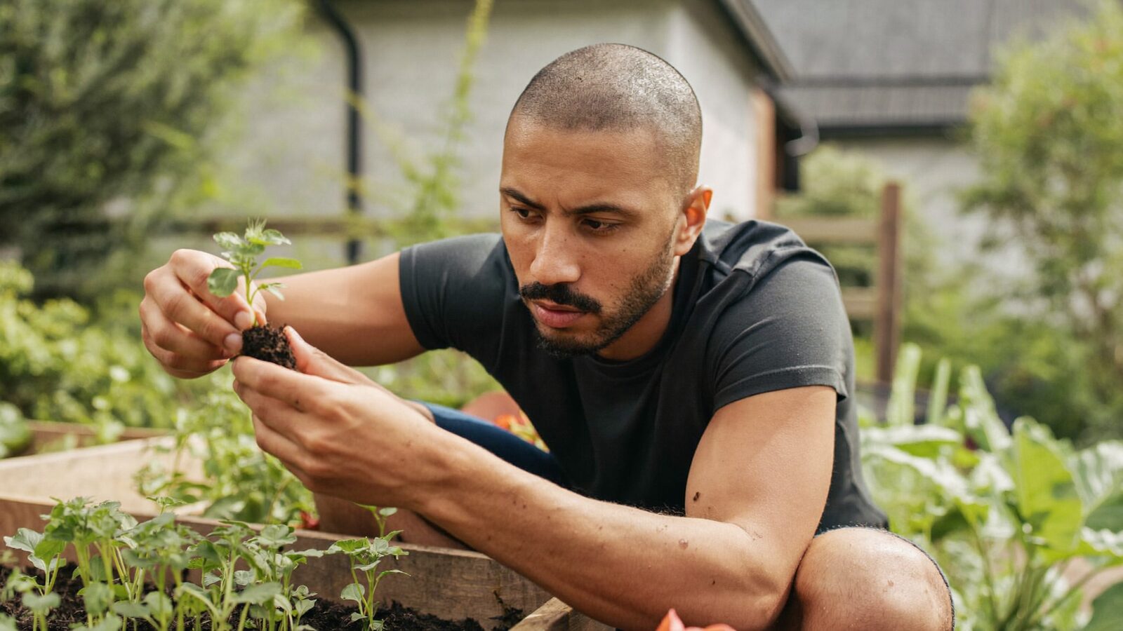 Man in his 30s planting young seedlings in a backyard vegetable garden