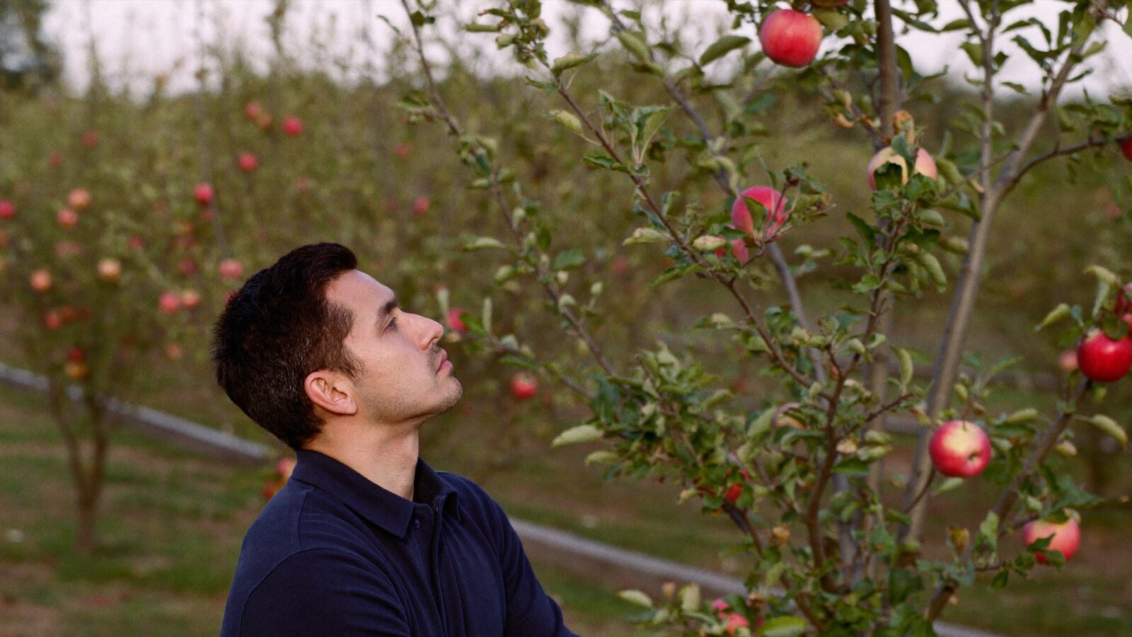 Man in his 30s looking up at an apple tree in an orchard